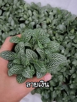 ต้นลายเงิน พรมออสเตรเลีย (ของชำร่วยต้นไม้)