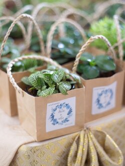 ของชำร่วยต้นไม้ ใส่ถุงกระดาษรักษ์โลก