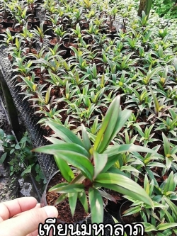 ต้นเทียนมหาลาภ (ของชำร่วยต้นไม้)