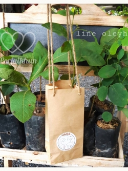 ของชำร่วยต้นไม้ กล้าไม้ของชำร่วย กล้าไม้ยืนต้น กล้าไม้ป่า ใส่ถุงกระดาษคราฟท์