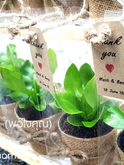 ต้นไม้ของชำร่วยต้นไม้มงคลห่อผ้ากระสอบ