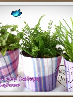 ต้นไม้ของชำร่วยกระถางห่อผ้าขาวม้า