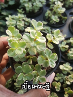 ต้นเบี้ยเศรษฐี หรือ สายรุ้ง (ของชำร่วยต้นไม้)