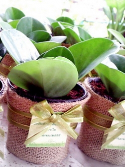 ไม้ประดับในกระถางผ้ากระสอบ