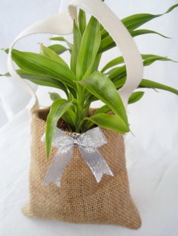 ต้นไม้มงคลไผ่กวนอิม