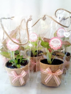 ต้นไม้มงคลคละชนิดห่อผ้ากระสอบ ของชำร่วยต้นไม้