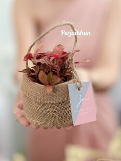 ของชำร่วยต้นไม้บรรจุถุงผ้ากระสอบพับปาก ขนาดกระถาง 3 นิ้ว