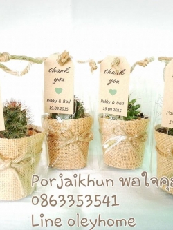 ของชำร่วยกระบองเพชรแคคตัสคละชนิด