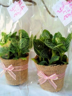 พรมออสเตรเลีย