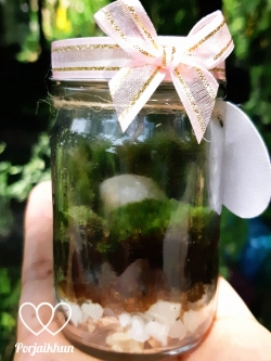 สวนขวดแบบปิด ของชำร่วยสวนขวด