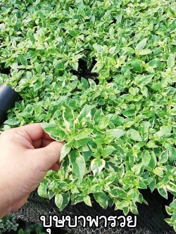 ต้นบุษบาพารวย (ของชำร่วยต้นไม้)