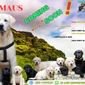 ฟาร์มลาบราดอร์