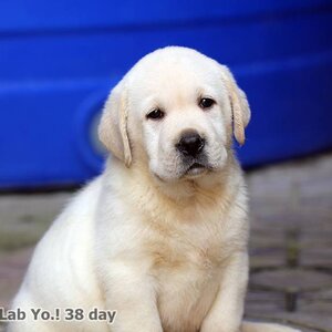 ป้องกันโรคพยาธิหนอนหัวใจ โรคผิวหนังที่เกิดจากไรขี้เรื้อน เห็บ หมัด พยาธิปากขอ ตัวกลม ไรในหู ประหยัด คุ้ม