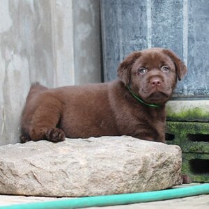 จำหน่ายลูกสุนัขลาบราดอร์ ลาบราดอร์ รีทรีฟเวอร์