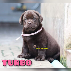 ฟาร์มจำหน่ายลูกสุนัขลาบราอร์