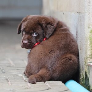 ลูกสุนัขลาบราดอร์