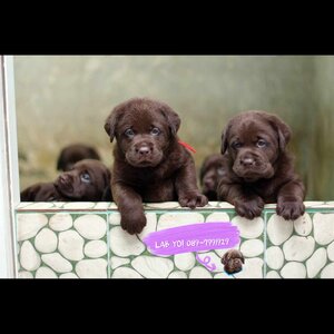 Labrador Retriever 2025