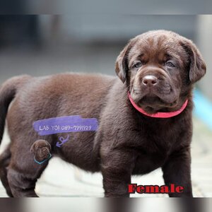 Labrador Retriever 2024