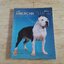 DOG'S STORY American Pitbull