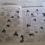 นินจารันทาโร่ เล่ม 1 จบในเล่ม***สินค้าหมด***