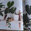 The Leaf Supply Guide to Greating Your Indoor Jungle By Lauren Comilleri + Sophia Kaplan (ปกแข็ง)