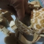 Gold Bug – Giraffe 2 in 1 Harness Buddy ของเล่นเสริมพัฒนาการสำหรับเด็กมือสอง