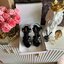 YSL TRIBUTE HEEL / SAINT LAURENT TRIBUTE HEEL / YSL HIGH HEEL เกรดออริจินอล รองเท้าส้นสูงแบรนด์หรู ที่สาวๆ ทุกคนควรมี ไว้ออกงานหรือใส่ทำงานได้ คู่นี้คือปังได้ตลอดกาล เพิ่มความสูงเพรียว สวยหรูมากค่ะ